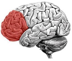 brain Brain Scientists Closer to Mapping the Prefrontal Cortex